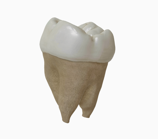 3D molar